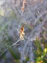 Arachnura_higginsi_D5983_Z_88_Home Wendy Eiby_Australie